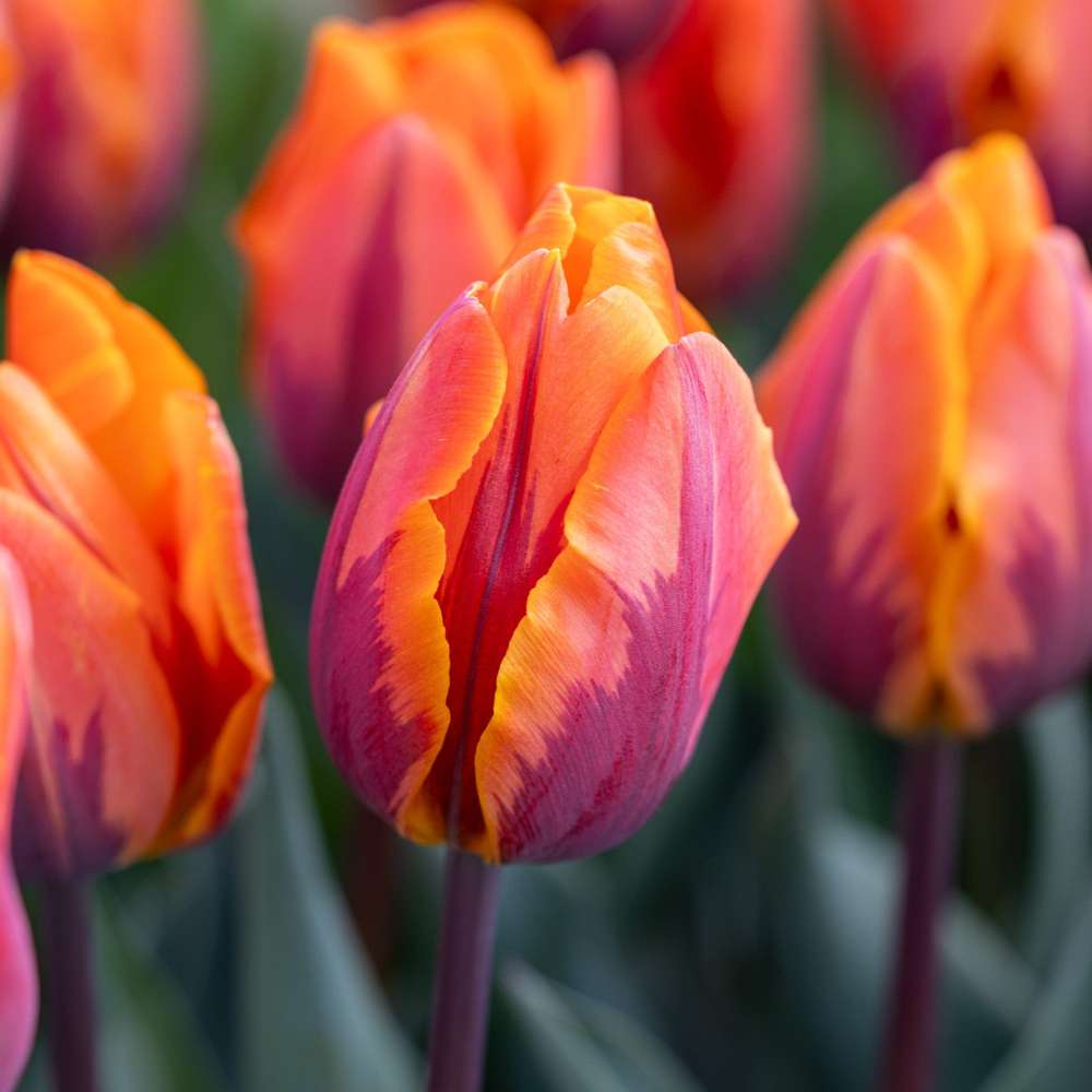 Tulipan 'Princess Irene'